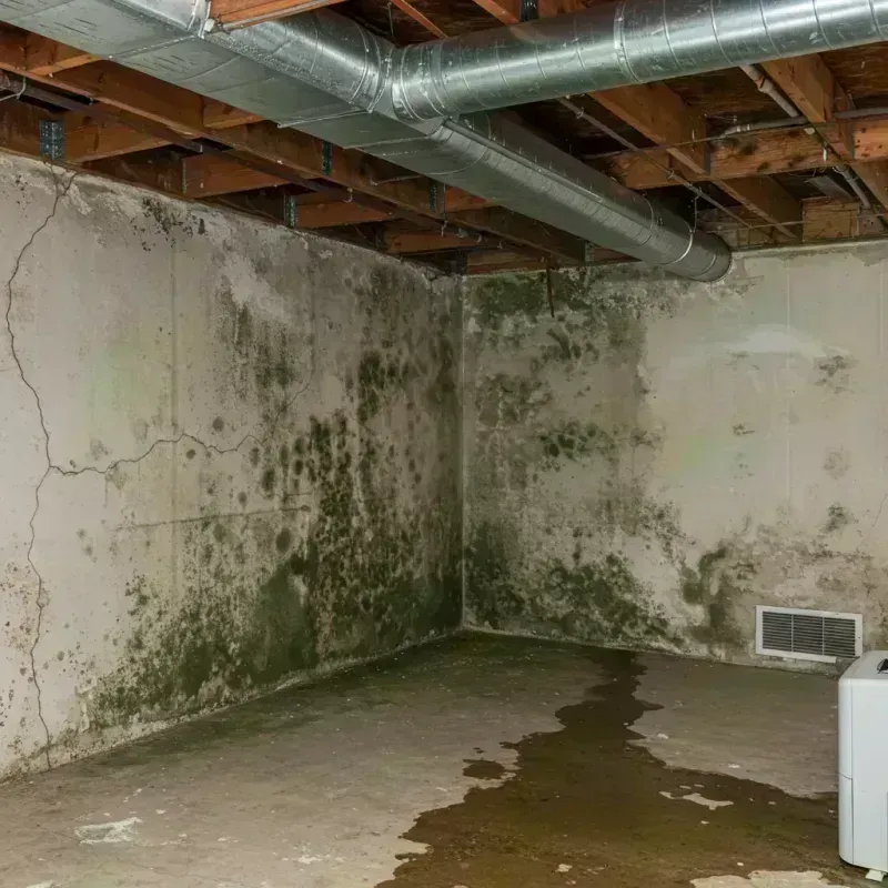 Professional Mold Removal in Garrard County, KY